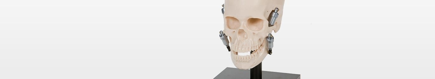 Skull model