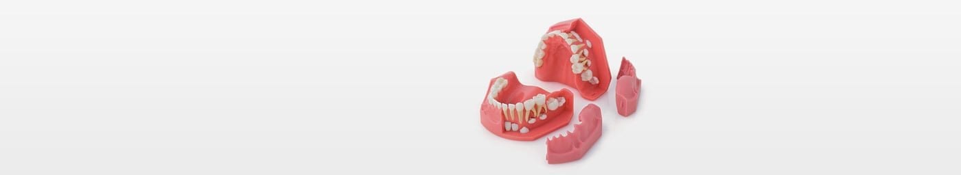 Modelli didattici di denti decidui