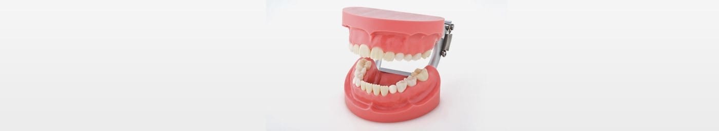Deciduous teeth study model