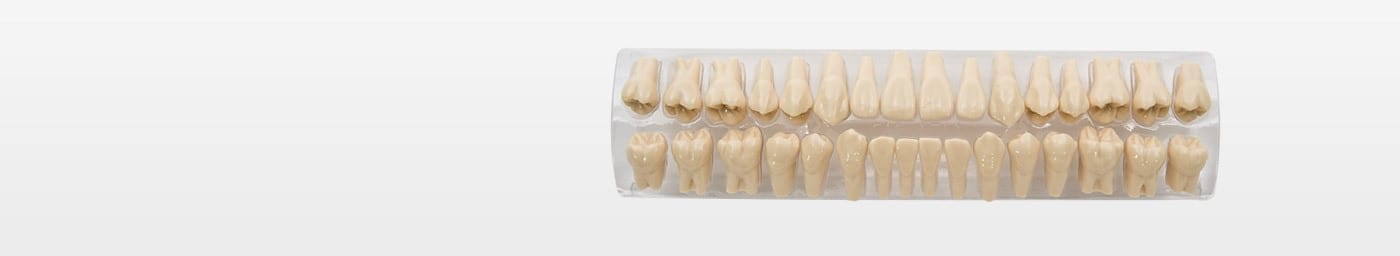 Modelos de dientes a tamaño aumentado
